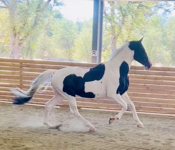 pinto-color-producer-horse