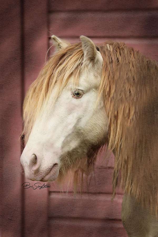 show-experience-gypsy-vanner-horse