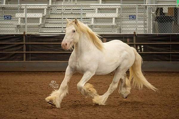 white-gypsy-vanner-stallion