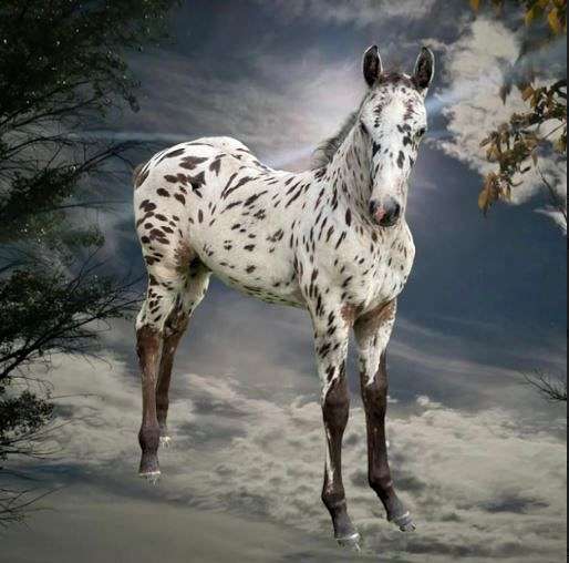 black-white-spots-horse