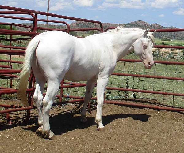 max-white-horse