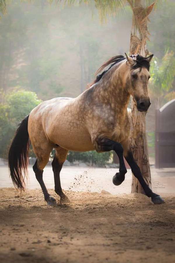 buckskin-andalusian-stallion