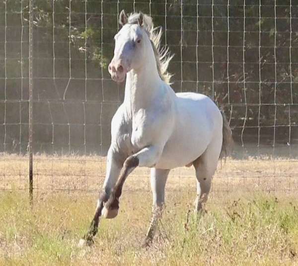 fewspot-stallion-appaloosa-horse