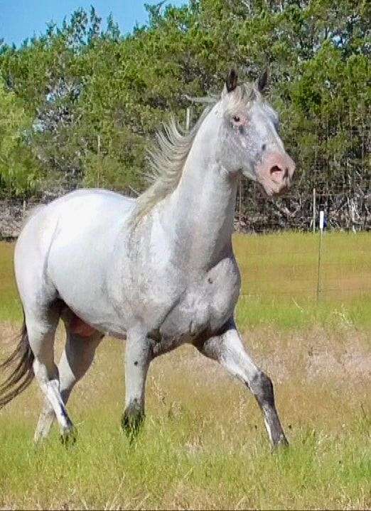 gaited-appaloosa-stallion