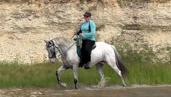 shuffling-appaloosa-horse