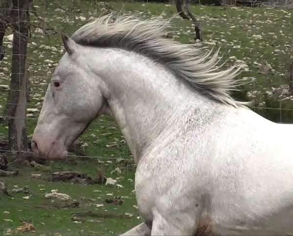 gaited-appaloosa-stallion