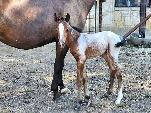 frozen-semen-appaloosa-horse