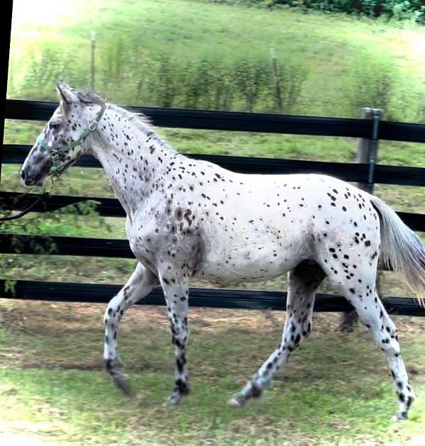 guaranteed-color-producer-appaloosa-horse