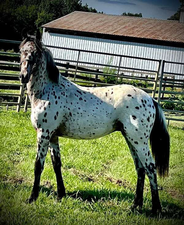 horse-semen-appaloosa