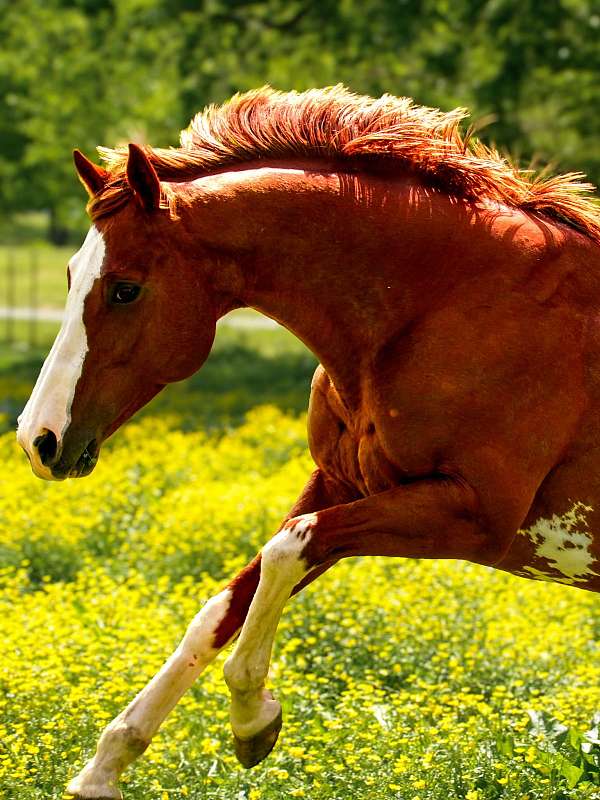 paint-markings-horse
