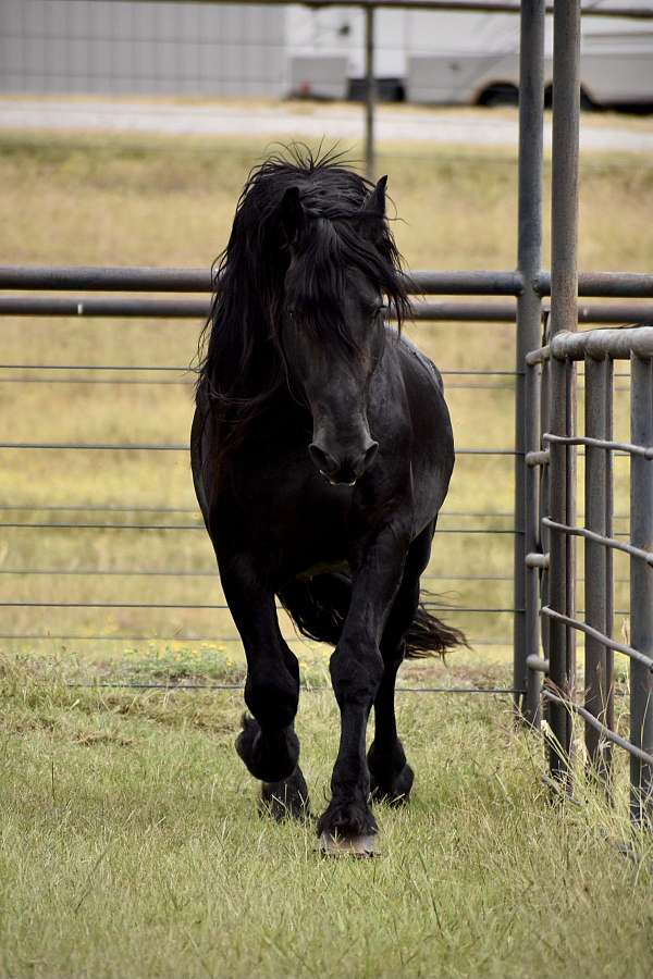 black-draft-stallion