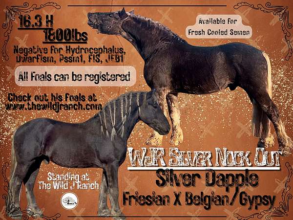 silver-dapple-horse