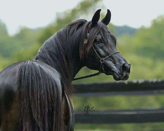 egyptian-arabian-horse