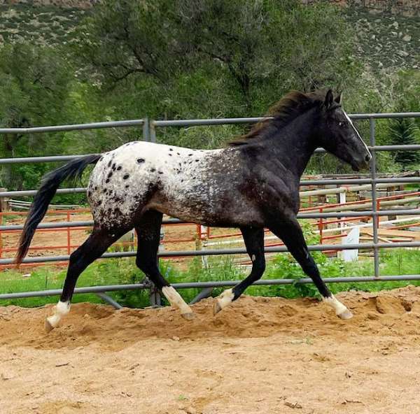 blanket-appaloosa-horse