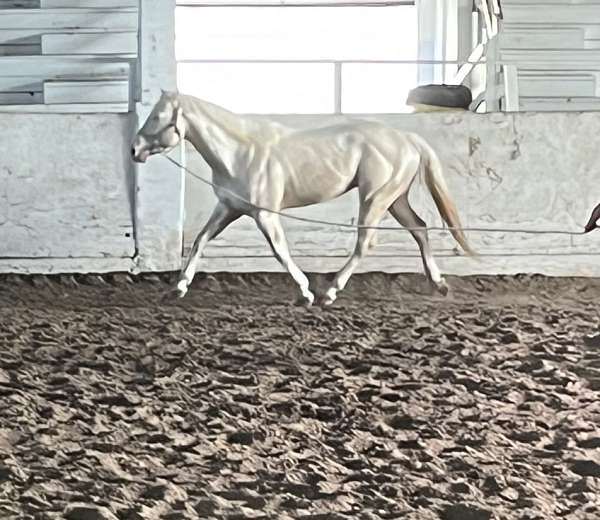 barrel-race-stallion