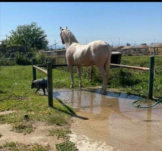 andalusian-stallion