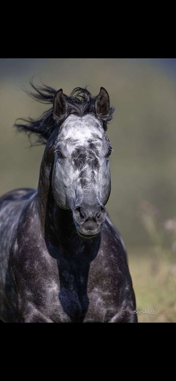 all-around-roping-horse