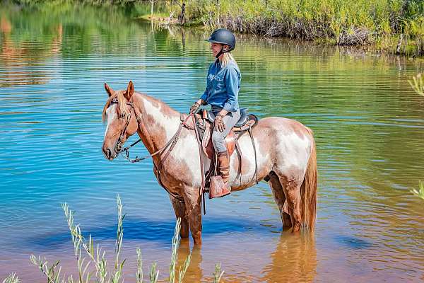 horse-semen-tennessee-walking