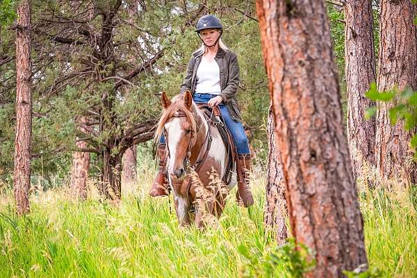 sorrel-overo-tennessee-walking-stallion