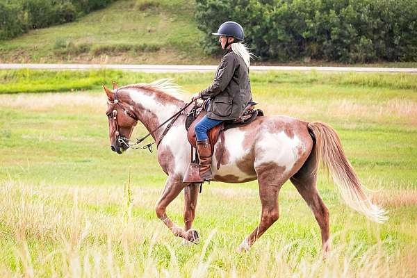 frame-overo-tennessee-walking-horse