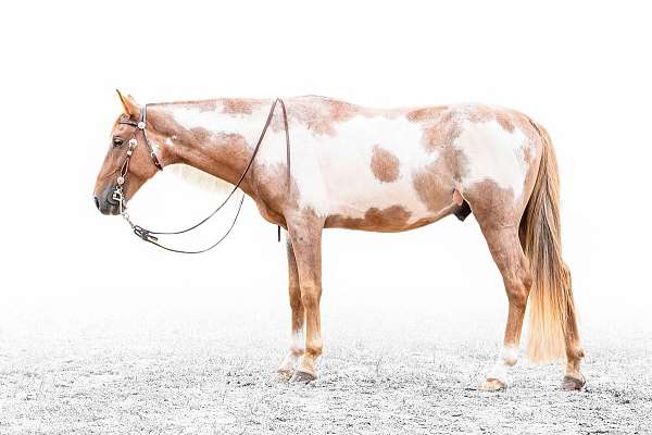 brown-overo-tennessee-walking-horse