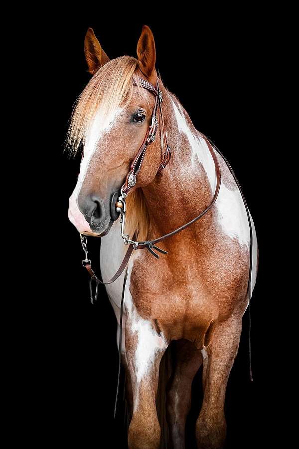 male-tennessee-walking-horse