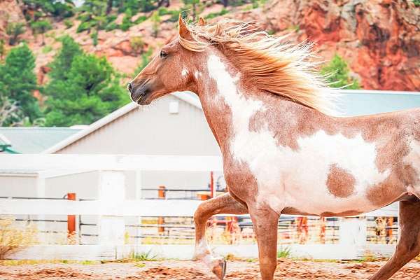 naturally-gaited-tennessee-walking-horse