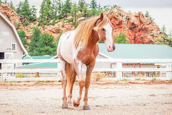 stud-service-tennessee-walking-horse