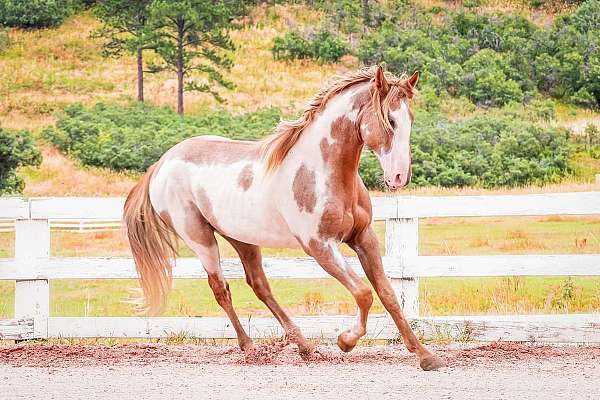 pedigree-tennessee-walking-horse