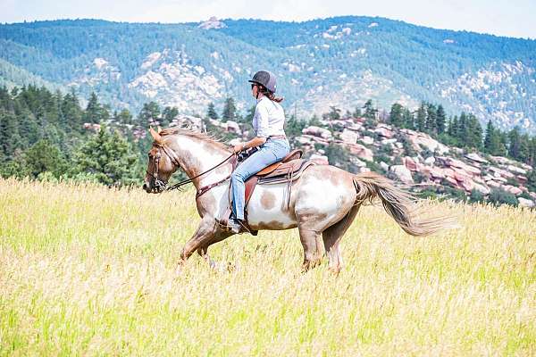 brown-overo-tennessee-walking-horse