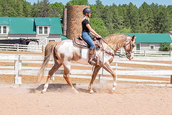 frozen-semen-tennessee-walking-horse