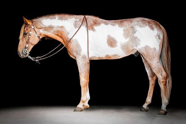 semen-tennessee-walking-horse