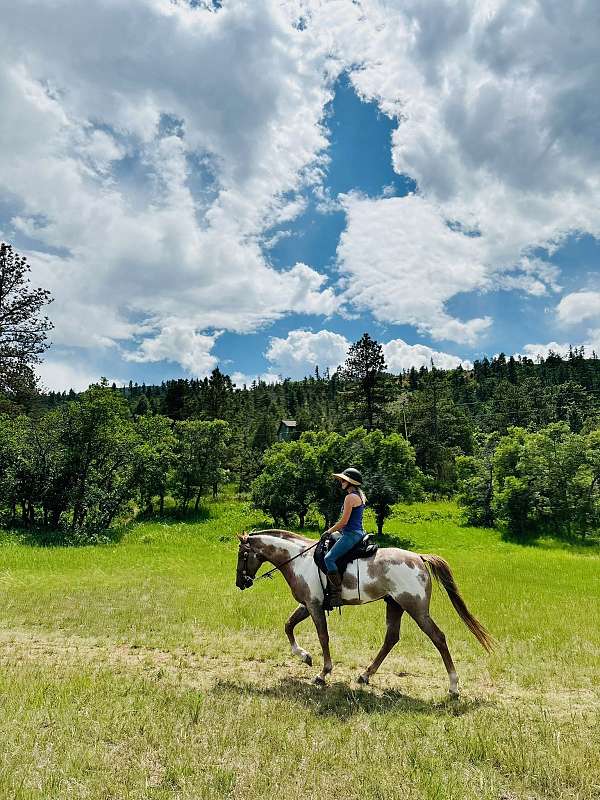 stud-tennessee-walking-horse