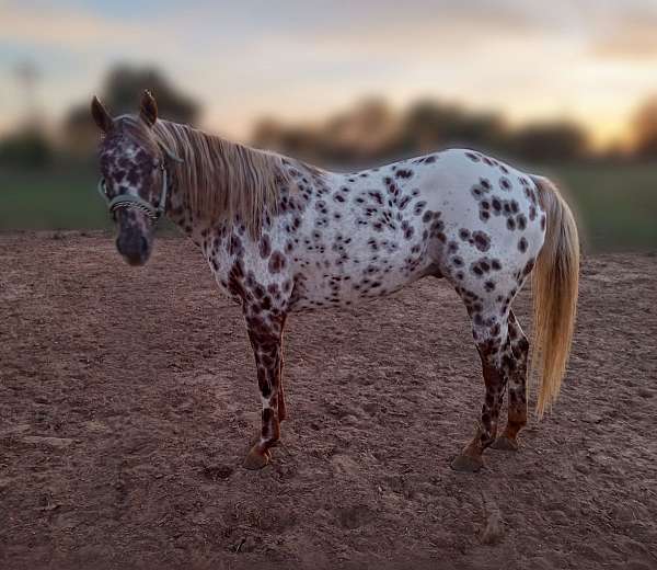 chestnut-appaloosa-stallion