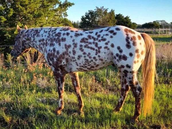 chestnut-appaloosa-stallion