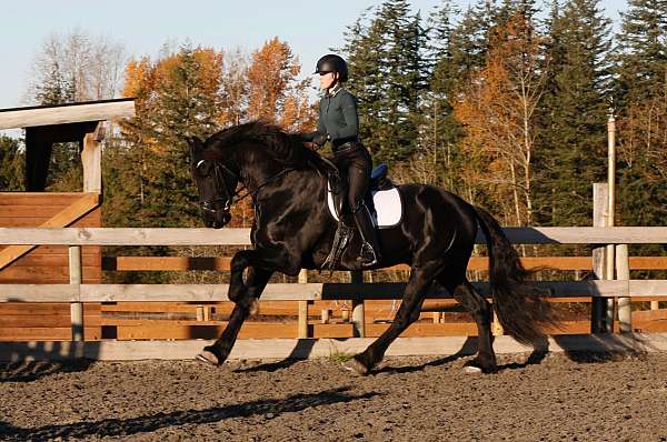 champion-friesian-horse