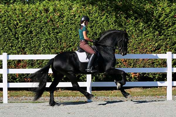 dressage-friesian-horse