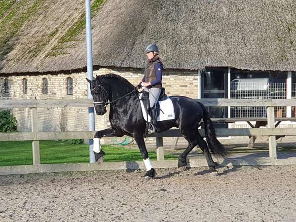 english-friesian-horse