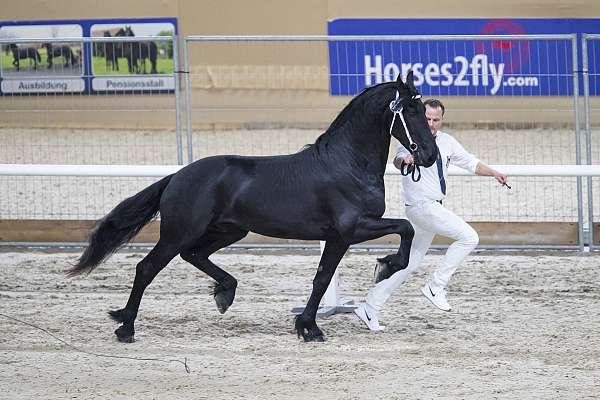 homozygous-black-friesian-horse