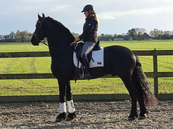 homozygous-black-friesian-horse