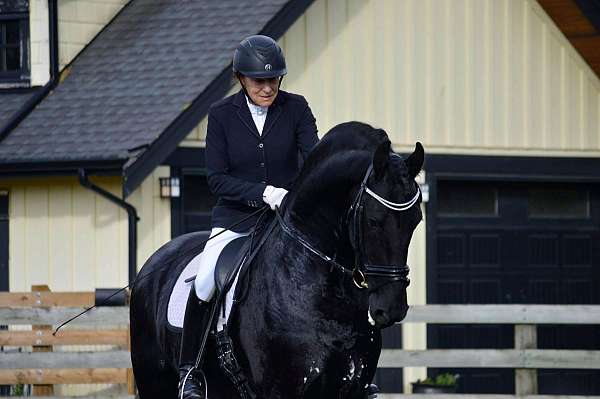 black-friesian-stallion