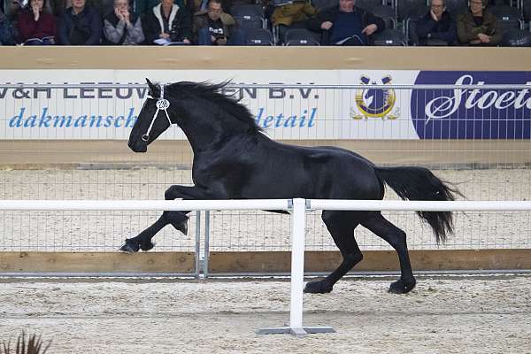 black-english-horse