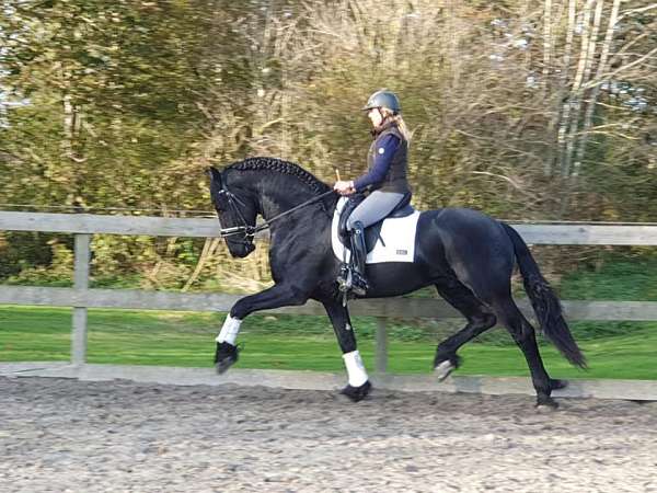 black-equitation-horse