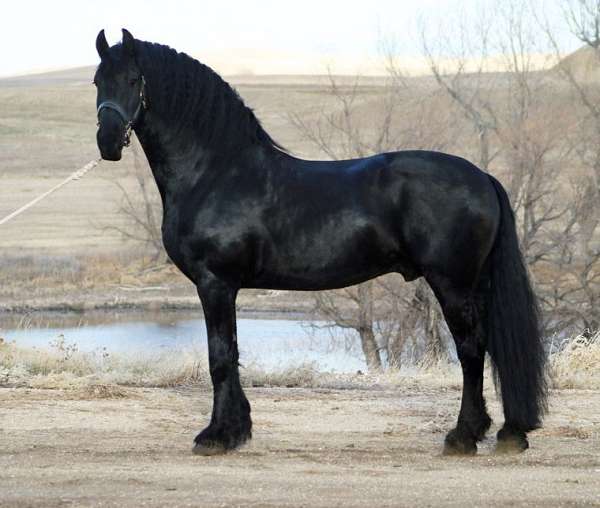 homozygous-friesian-horse