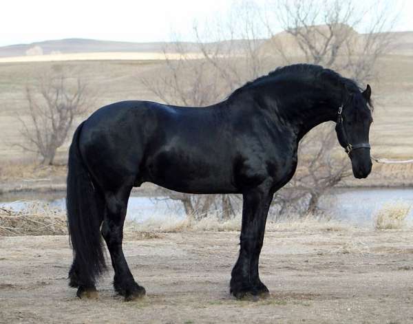 black-dressage-horse