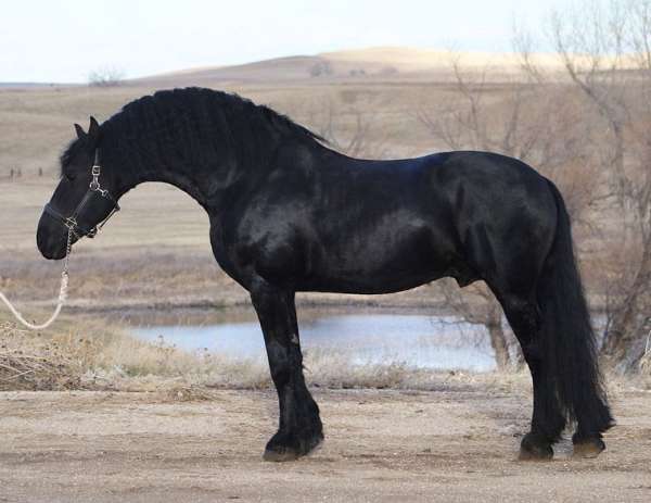 kfps-friesian-stallion