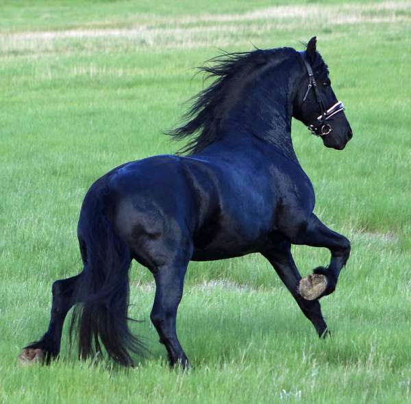 equitation-friesian-horse
