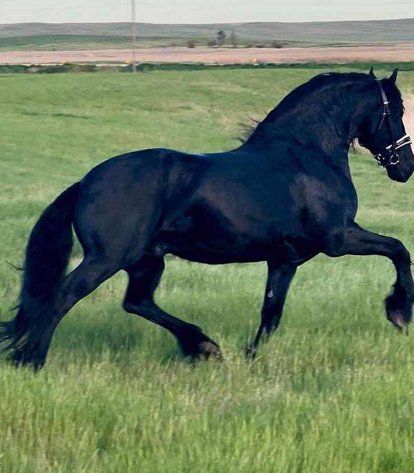 black-homozygous-horse