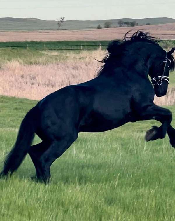 champion-friesian-horse