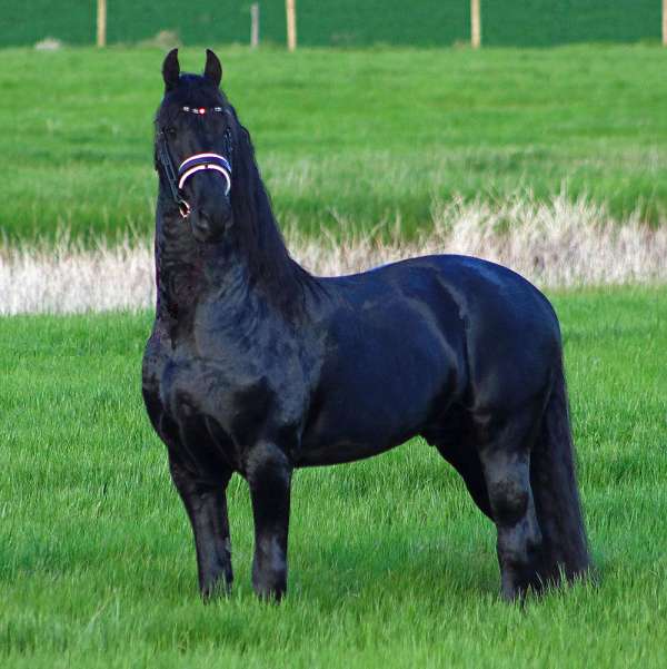 show-winner-friesian-horse